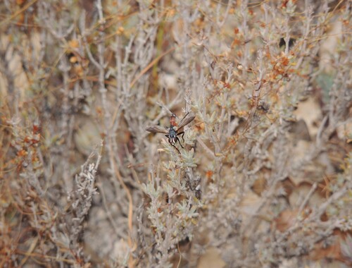 Cylindromyia intermedia