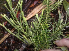 Halocarpus biformis