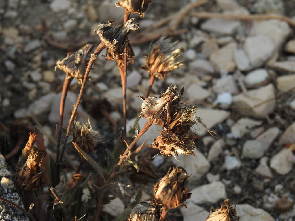 Reichardia gaditana; photograph (c) Duarte Frade, some rights reserved (CC BY)
