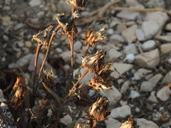 Reichardia gaditana