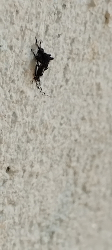 Yellow Fever Mosquito