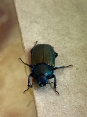 Platycerus