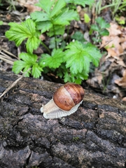 Helix pomatia