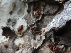 Nasutitermes corniger