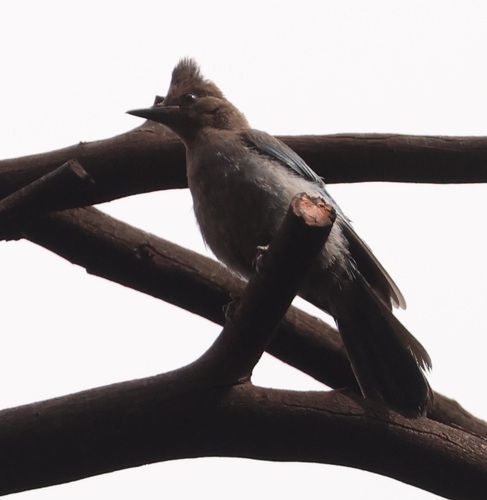 iNaturalist observation photo of Steller's Jay