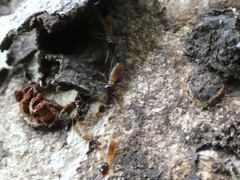 Nasutitermes corniger