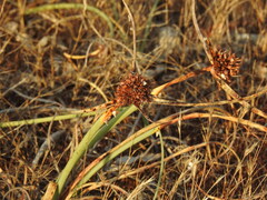 Cyperus capitatus