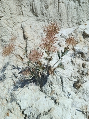 Lepidium draba, photograph (c) Vladimír Fuka, some rights reserved (CC BY)