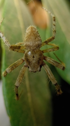 Eriophora edax