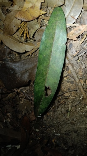 Monk Orchid