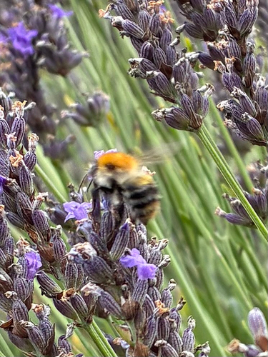 Common Carder Bumble Bee