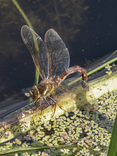 Brown Hawker