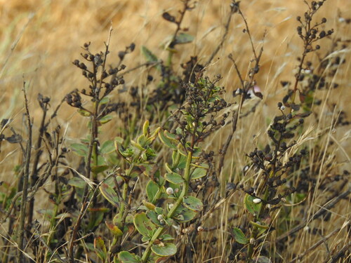 Scrophularia frutescens, photograph 4