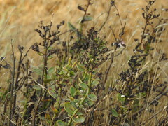 Scrophularia frutescens, photograph (c) Duarte Frade, some rights reserved (CC BY)