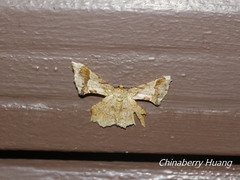 Krananda oliveomarginata