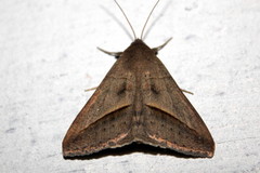 Mocis frugalis