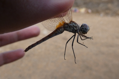 Violet Dropwing