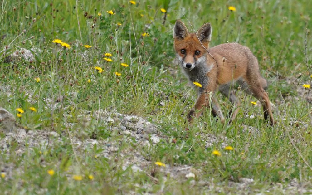 Red Fox from York, UK on June 04, 2019 at 12:43 PM by mikebwd · iNaturalist