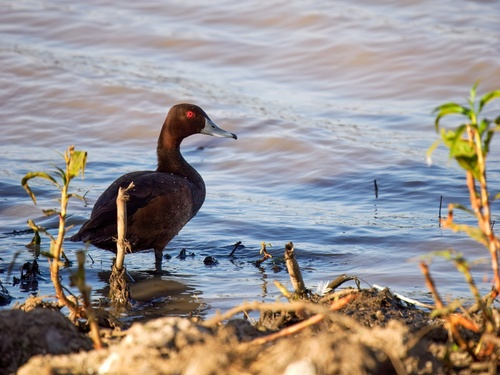 iNaturalist image