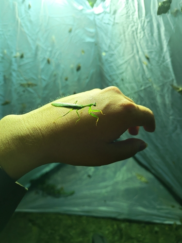 Anaxarcha graminea