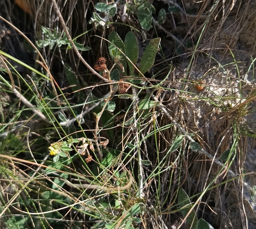 Medicago minima, photograph 1