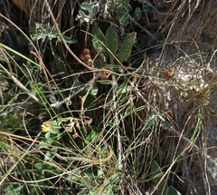 Medicago minima, photograph (c) Vladimír Fuka, some rights reserved (CC BY)
