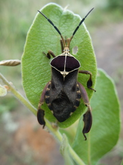 Petascelis remipes