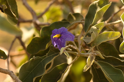 Solanum lycocarpum, photograph 6