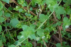 Pisaurina dubia