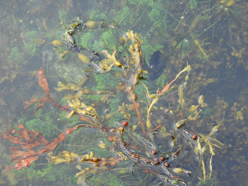 bladder wrack