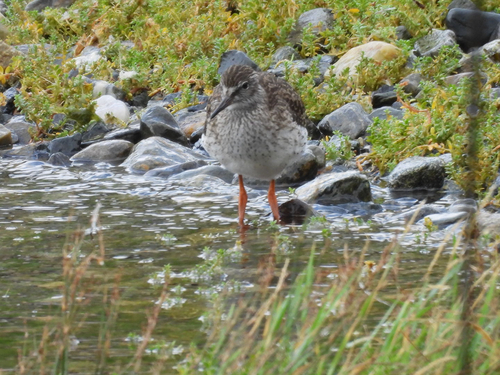 Common Redshank