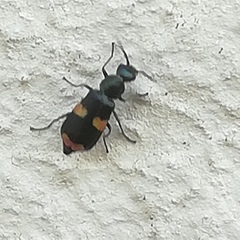 Anthocomus fasciatus