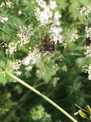 Cantharis pellucida