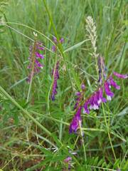 Vicia tenuifolia