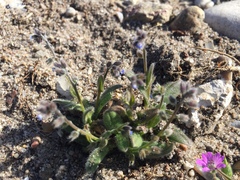 Myosotis stricta