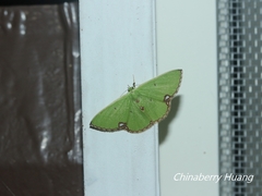 Comibaena procumbaria