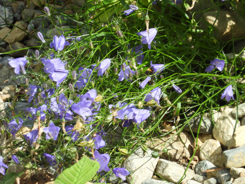 Common Harebell