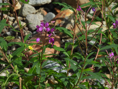 fireweed