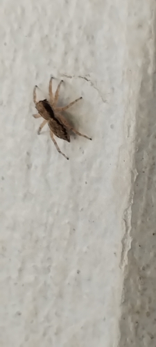 Gray Wall Jumping Spider
