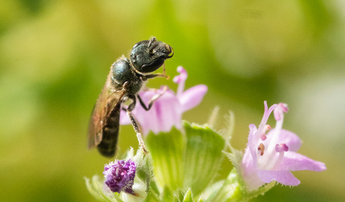 Bienen
