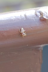 Salticidae