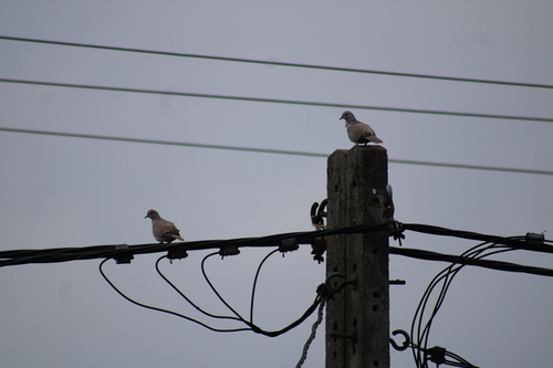 Eurasian Collared-Dove