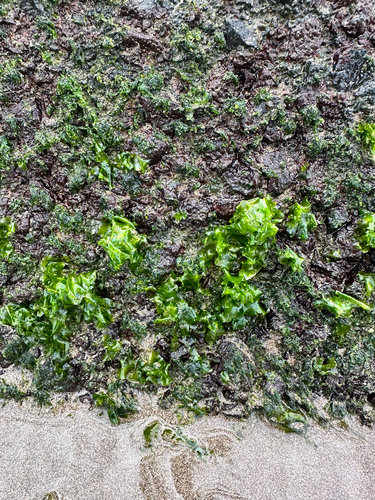Ulva lactuca observed 2026-08-15