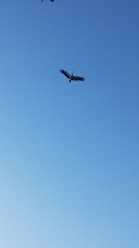 White Stork
