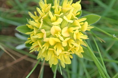 Leobordea corymbosa
