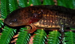 Ambystoma flavipiperatum