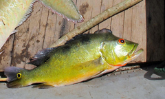 Cichla