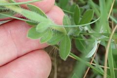 Leobordea corymbosa