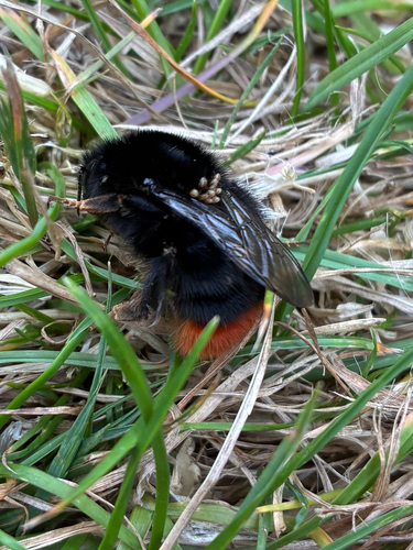Red-tailed Bumble Bee