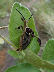 Petascelis remipes